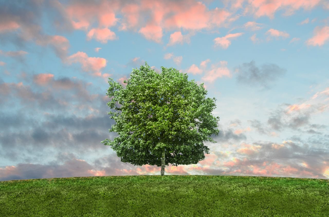 Arbre sur une colline